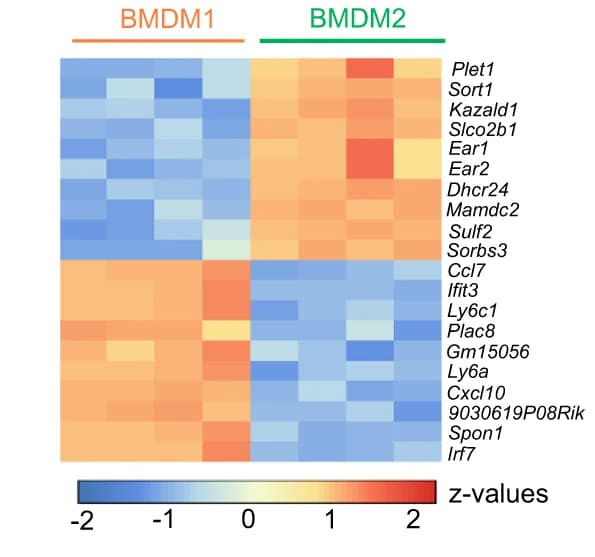 Open access visualization of Heatmap, cDNA Microarray Analysis, DEG, BMDM2, BMDM1