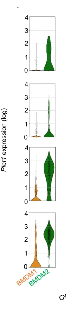 Open access visualization of Violin Plot, Violin Plots, Expression Level, Plet1, BMDM