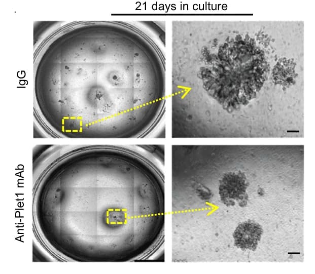 Open access visualization of Microscopy, BALO, BMDM2, Anti-Plet1 mAb, Isotype Control