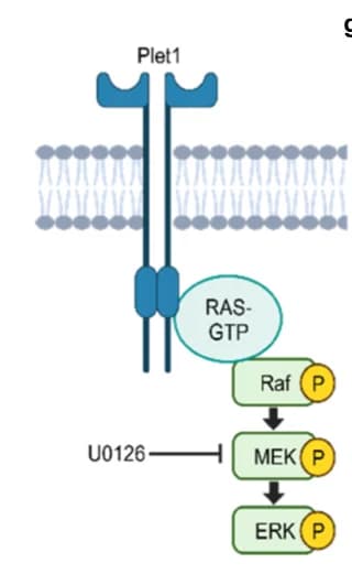 Open access visualization of Workflow, Pathway, Kinase Signaling Pathway, Plet1