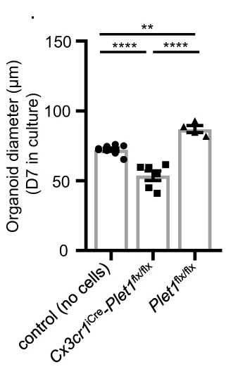 Open access visualization of Bar Plot, Scatter Plot, Error Bars, BALO, Organoid