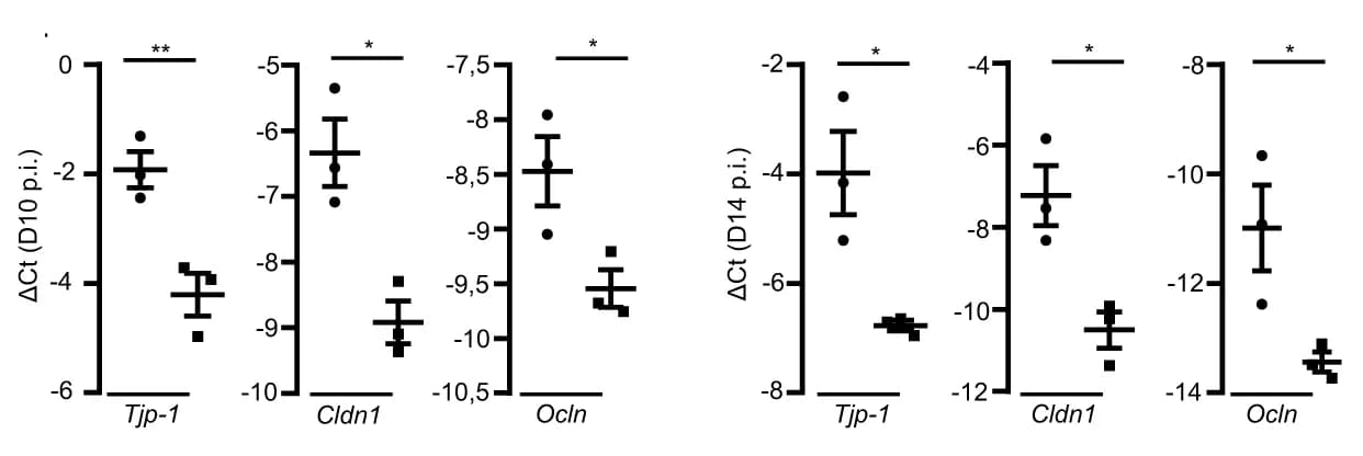 Open access visualization of Bar Plot, Error Bars, mRNA Expression, qPCR, Tight Junction