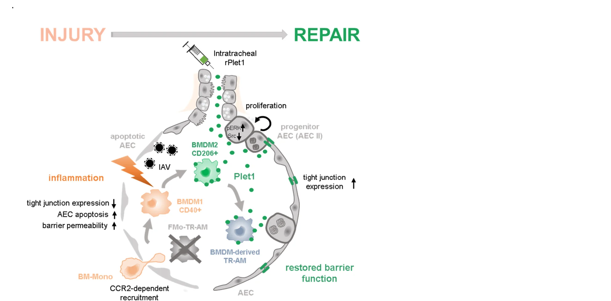 Open access visualization of Workflow, Flowchart, Illustration, Schematic, CD206