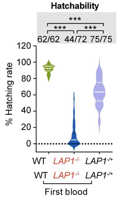 Open access visualization of Violin Plot, Hatchability, Wild Type, LAP1, Mosquitoes