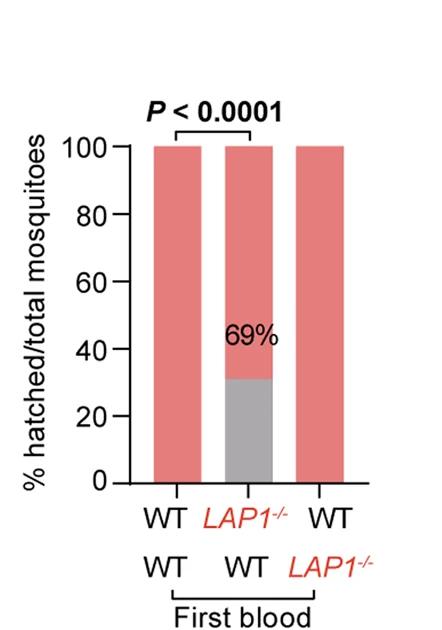 Open access visualization of Bar Plot, Stacked Bar Plot, Fecundity, Wild Type, LAP1