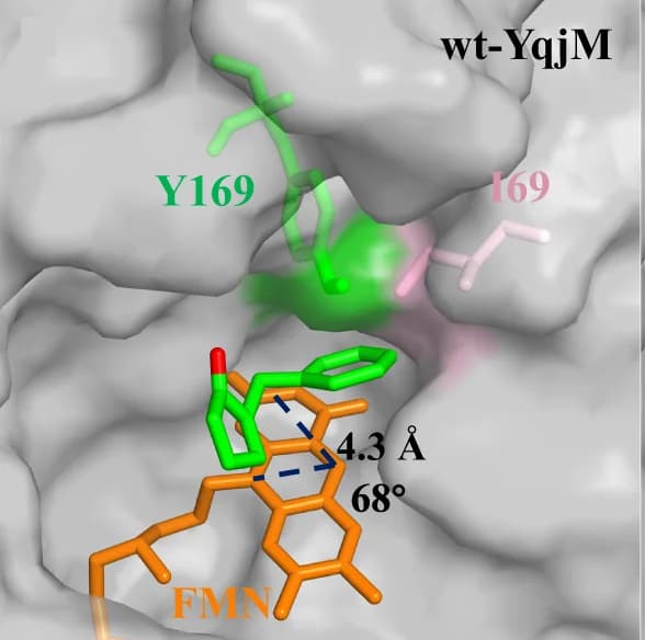 Open access visualization of Protein Structure, Chemical Structure, Active Pocket, Substrate