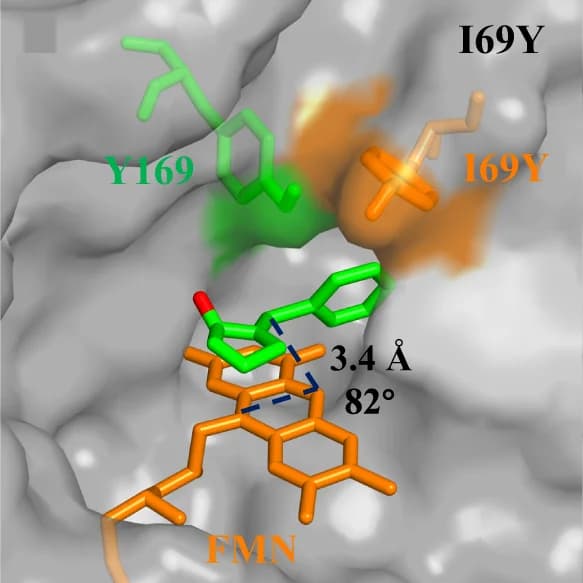 Open access visualization of Protein Structure, Chemical Structure, Active Pocket, YqjM (I69Y), Substrate