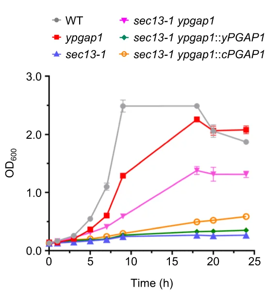 Open access visualization of Line Plot, Error Bars, cPGAP1, yPGAP1, sec13-1 yPGAP1-KO Cells