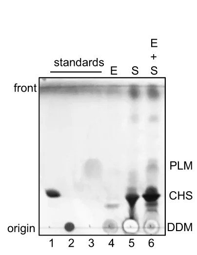 Open access visualization of Gel, TLC Assay, Cholesteryl Hemisuccinate, Dodecylmaltoside, PLM
