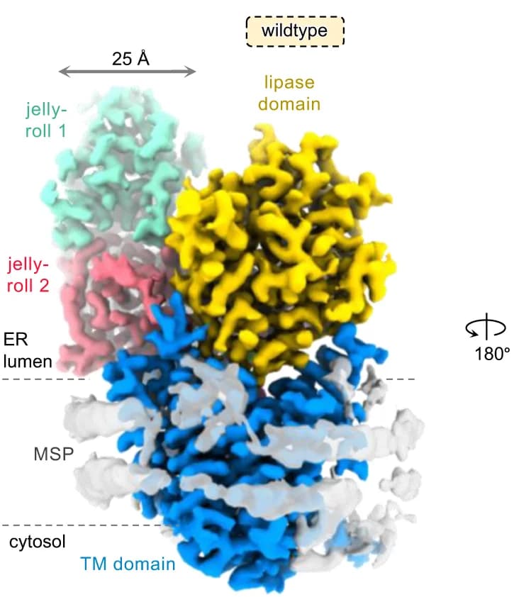 Open access visualization of Protein Structure, Cryo-EM Maps, Lipid Nanodiscs, cPGAP1