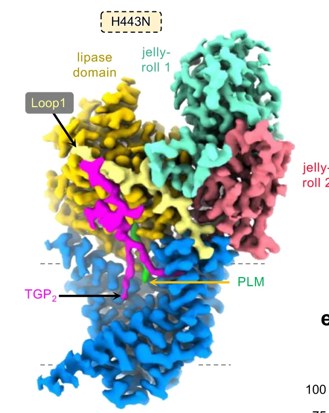 Open access visualization of Protein Structure, Cryo-EM Maps, TGP2, PLM, cPGAP1