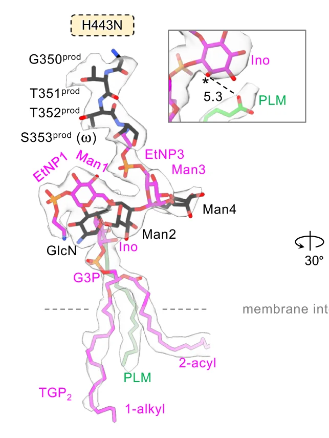 Open access visualization of Protein Structure, Chemical Structure, Density Map, Products, cPGAP1