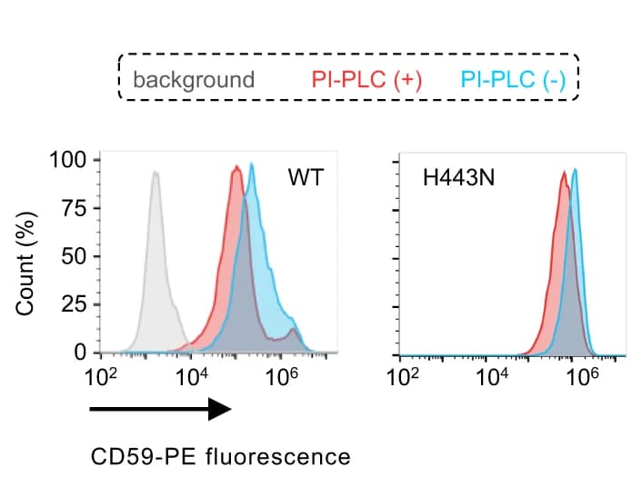Open access visualization of Density Plot, FACS, hPGAP1-KO Cells, cPGAP1, Wild-Type