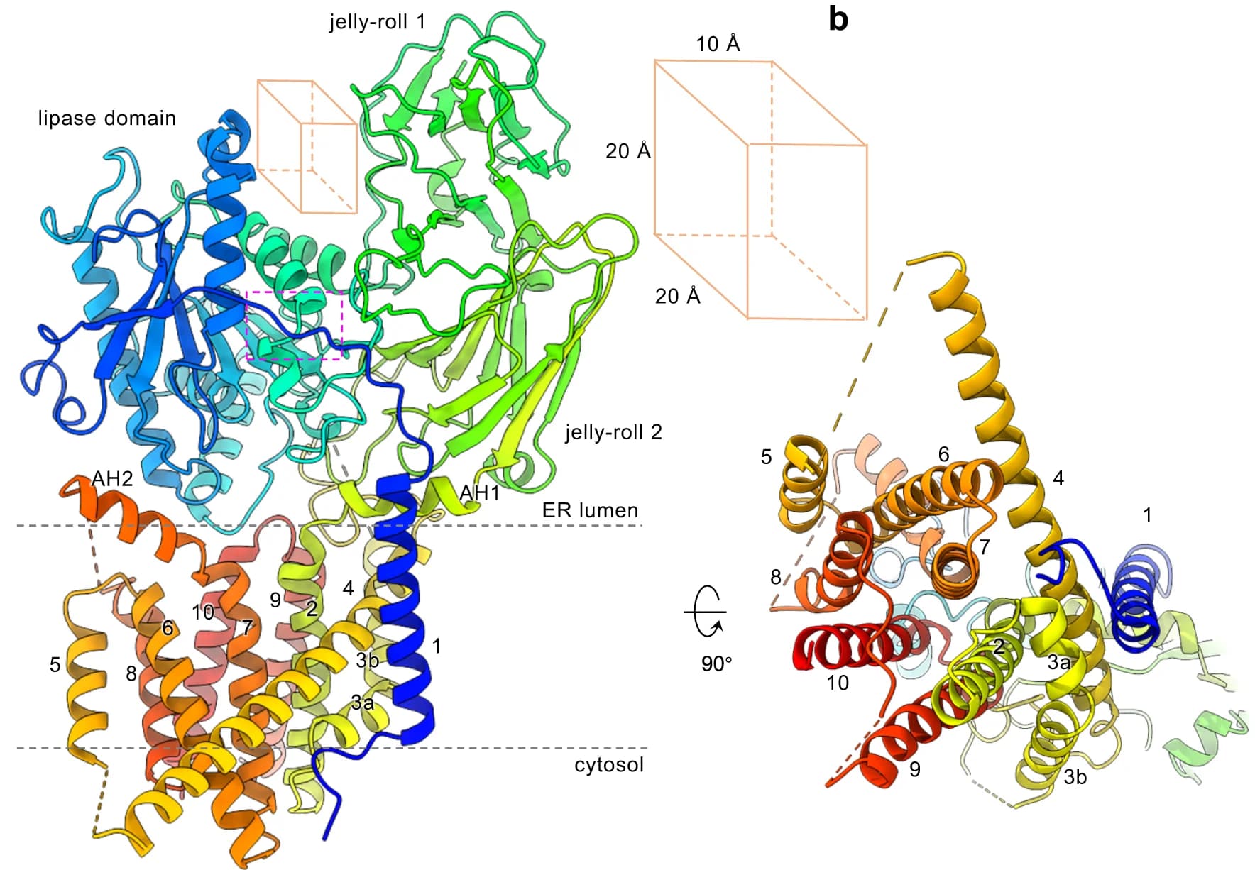 Open access visualization of Protein Structure, cPGAP1, Transmembrane Helices, Lipase Domain, Jelly-Roll Domain