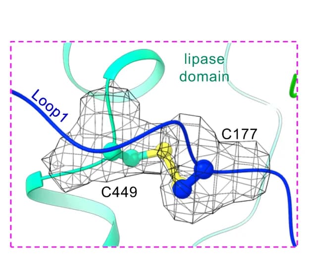 Open access visualization of Protein Structure, Chemical Structure, Lipase Domain, Disulfide Bond, Cryo-EM Density