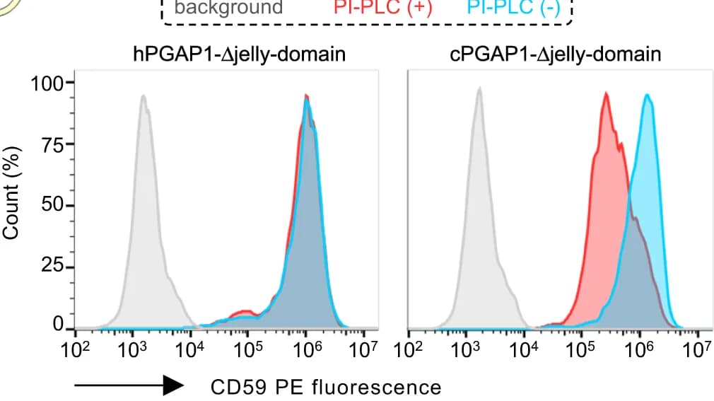 Open access visualization of Line Plot, Density Plot, Flow Cytometry, PGAP1-KO Cells, hPGAP1 Jelly-Roll