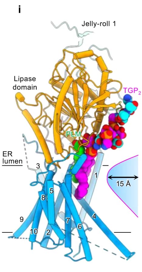 Open access visualization of Protein Structure, Chemical Structure, cPGAP1, Palmitic Acid, TGP 2
