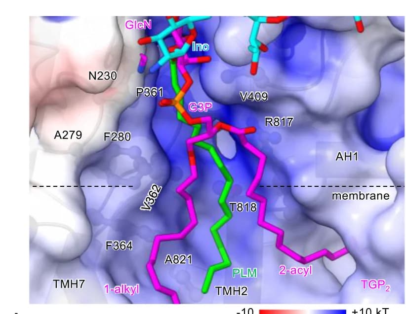 Open access visualization of Protein Structure, Chemical Structure, Electrostatic Potential Surface, Lipid-binding Cavity, Adaptive Poisson-Boltzmann Solver