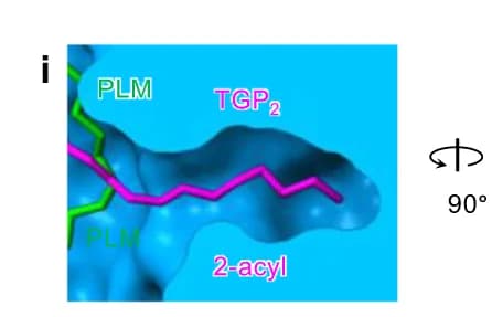 Open access visualization of Protein Structure, Chemical Structure, 2-Acyl Chain, TGP 2, Deep Pocket