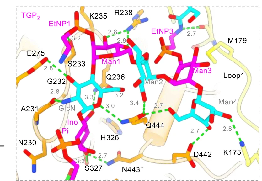 Open access visualization of Protein Structure, Chemical Structure, H-bonding Network, Glycans, TGP 2