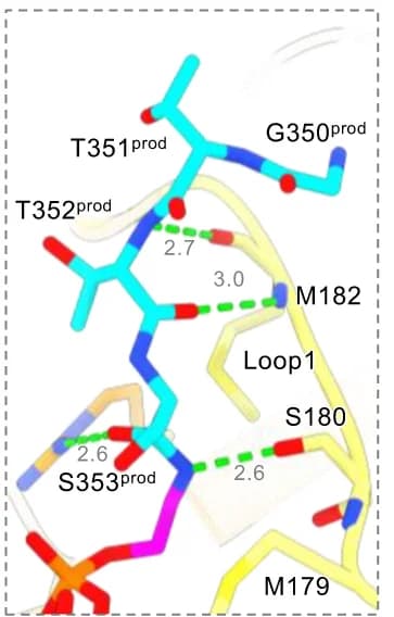 Open access visualization of Protein Structure, Chemical Structure, Amino Acid Residues, TGP 2, cPGAP1