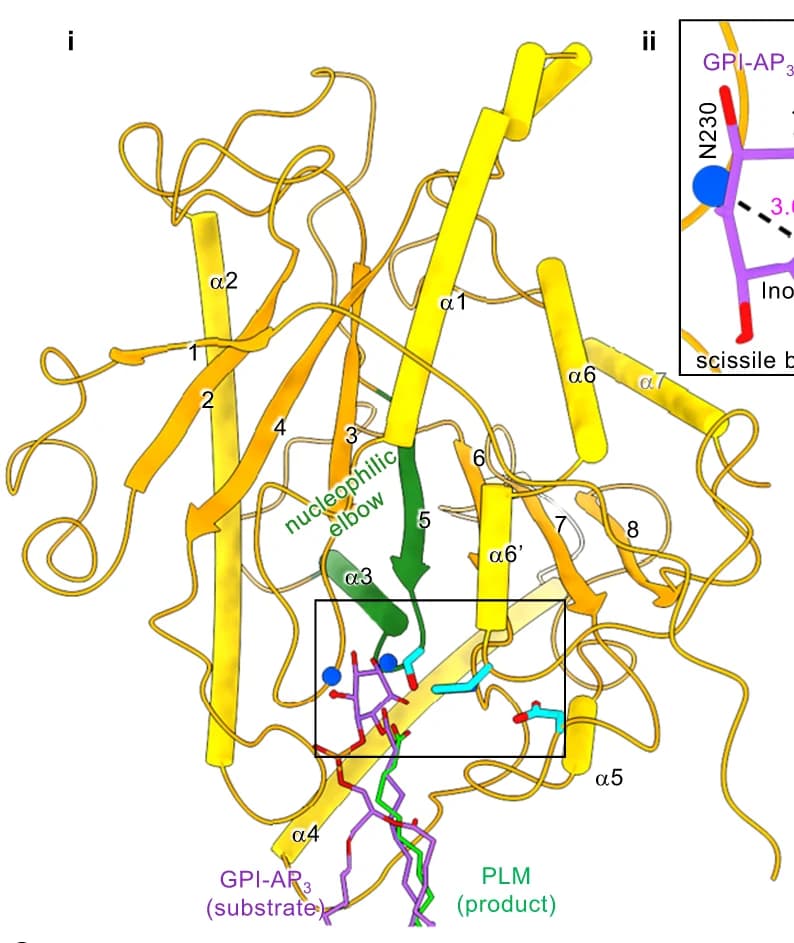 Open access visualization of Protein Structure, Chemical Structure, Lipase Domain, Catalytic Site, cPGAP1 apo
