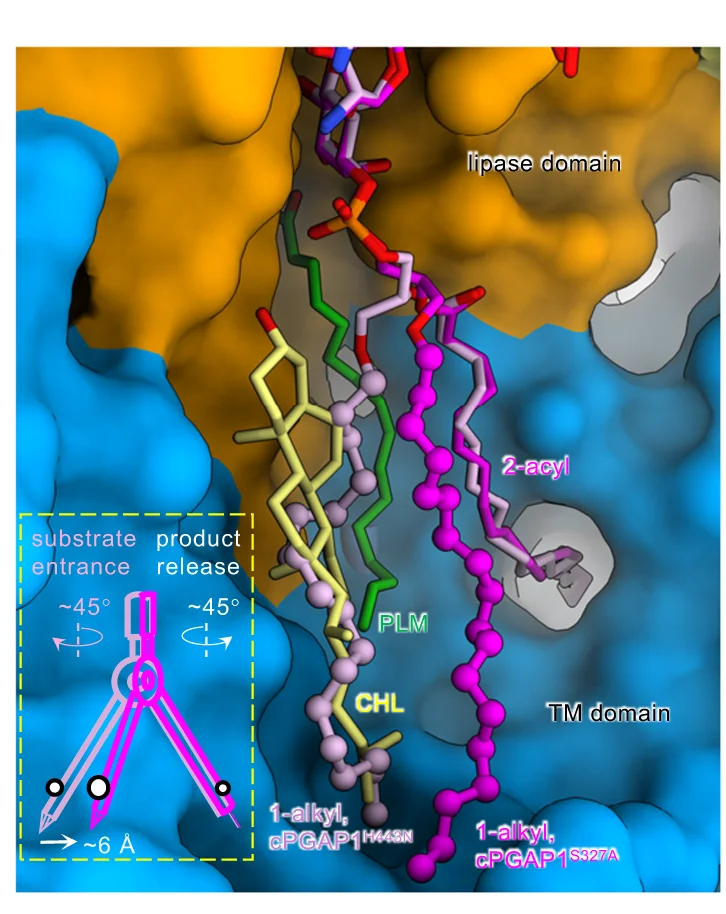 Open access visualization of Protein Structure, Illustration, Substrate Entrance, Product Release, Mechanism