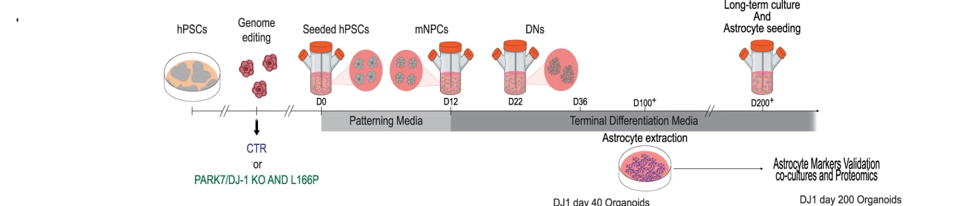 Open access visualization of Workflow, Illustration, Micrography, GFAP Staining, Midbrain Organoids