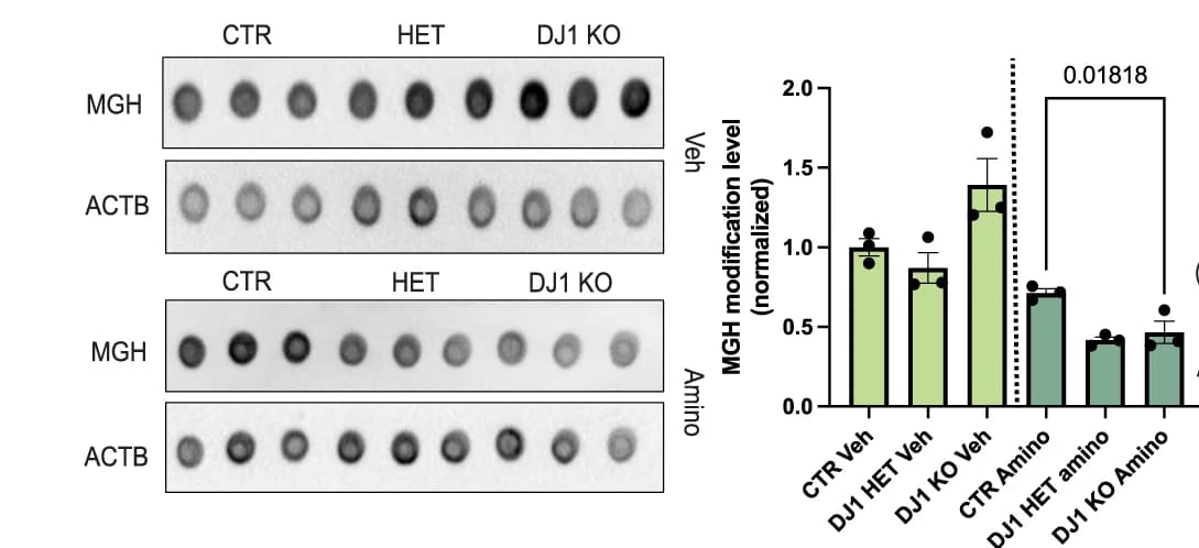 Open access visualization of Bar Plot, Error Bars, Gel, Dot Blots, MGH Protein Modification
