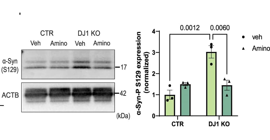 Open access visualization of Bar Plot, Error Bars, Gel, Immunoblots, Phospho-Syn