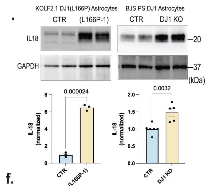 Open access visualization of Bar Plot, Error Bars, Gel, IL18, Astrocytes