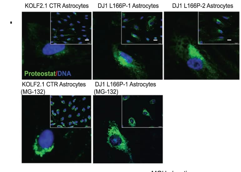 Open access visualization of Microscopy, Proteostat Fluorescence, MG132