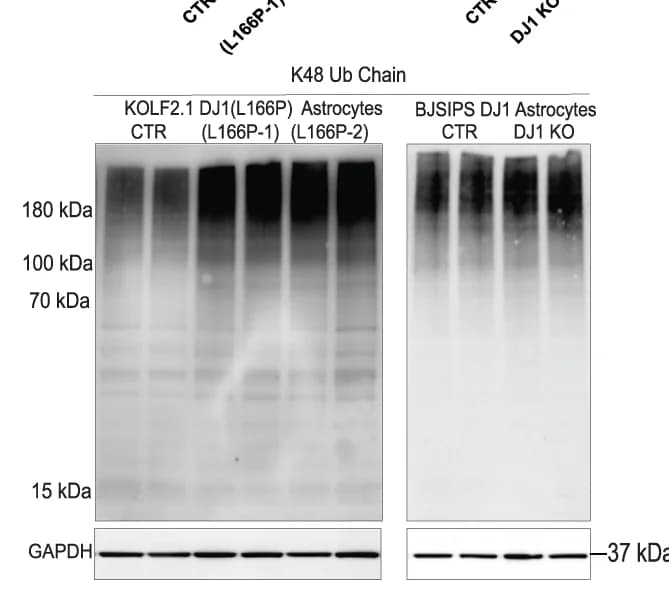 Open access visualization of Gel, Immunoblots, K48 Ubiquitin Chain, MGH Protein Modification, Proteomics