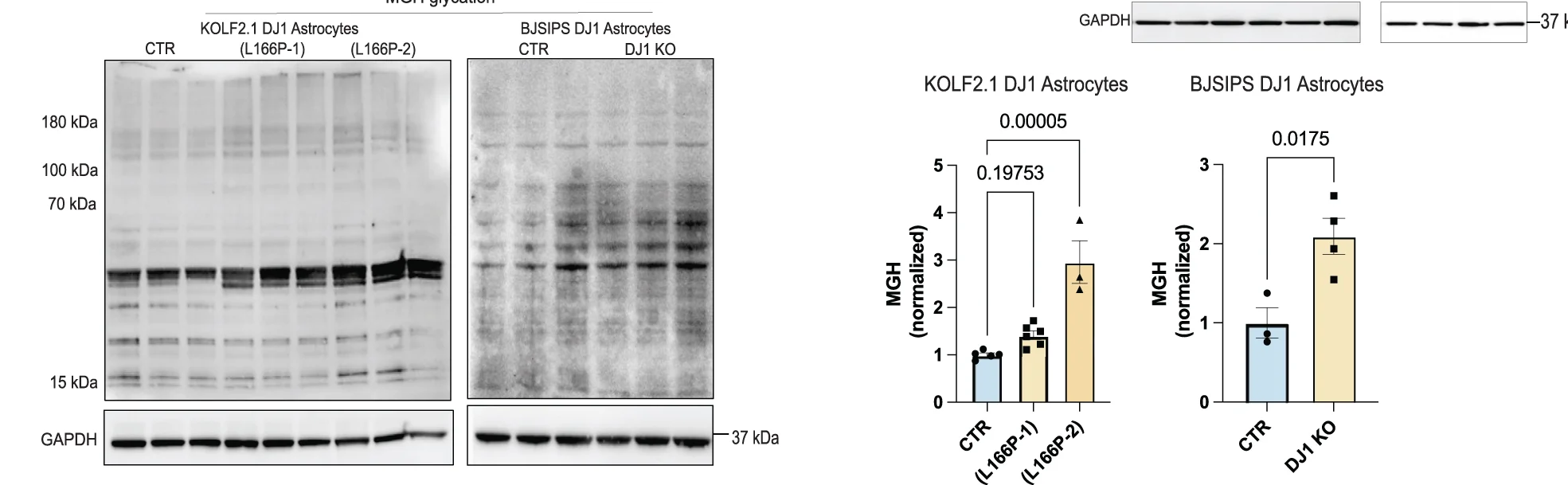 Open access visualization of Bar Plot, Error Bars, Gel, Immunoblots, K48 Ubiquitin Chain