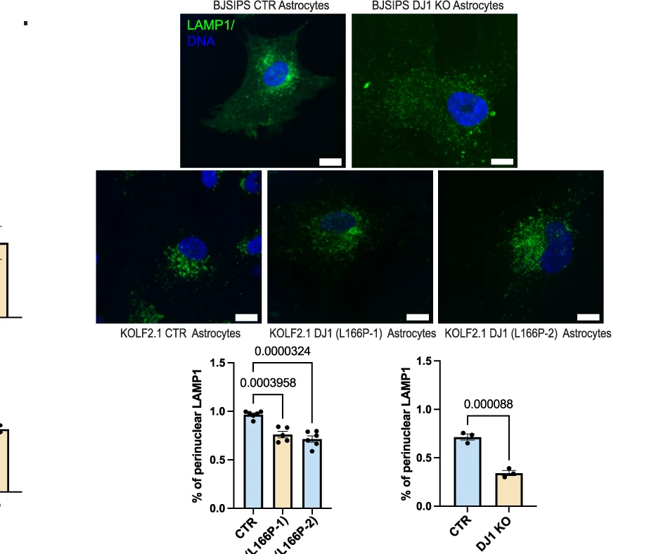 Open access visualization of Microscopy, Bar Plot, Error Bars, LAMP1, DAPI