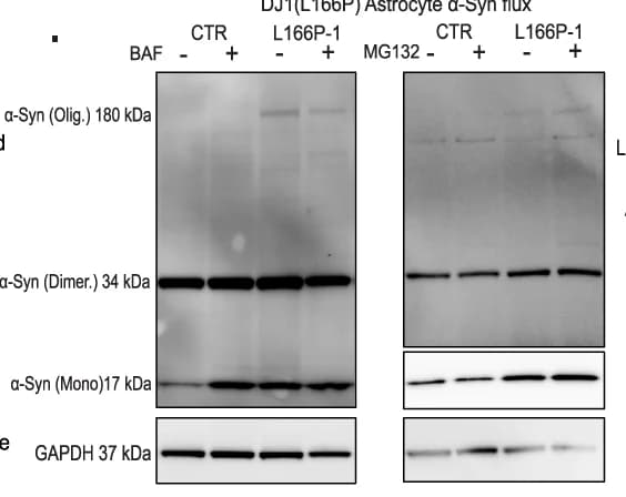 Open access visualization of Gel, Immunoblots, Alpha-synuclein, BAF, MG132
