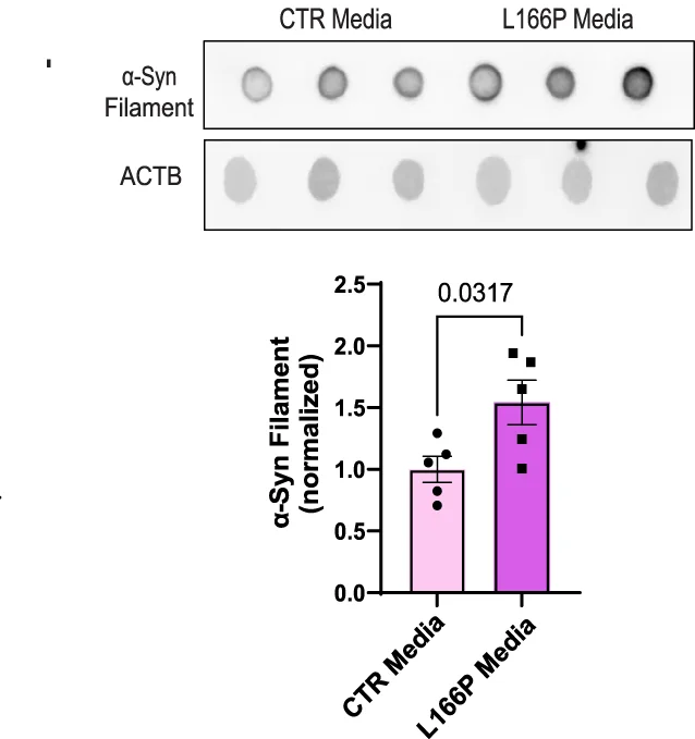 Open access visualization of Bar Plot, Error Bars, Gel, Dot Blots, Oligomeric Alpha-Synuclein
