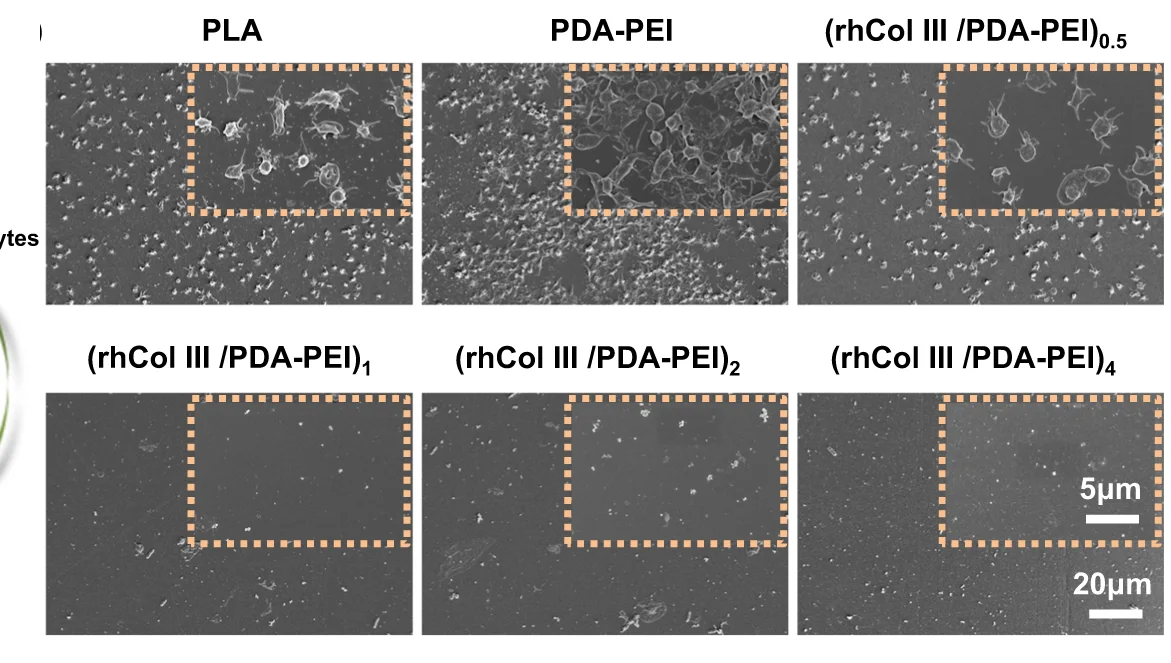 Open access visualization of Microscopy, SEM, Platelets, PLA Sheets, PDA-PEI