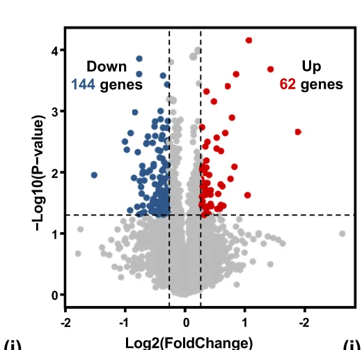 Open access visualization of Scatter Plot, Regression Plot, Volcano Plot, Differentially Expressed Genes, rhCol III/PDA-PEI Group