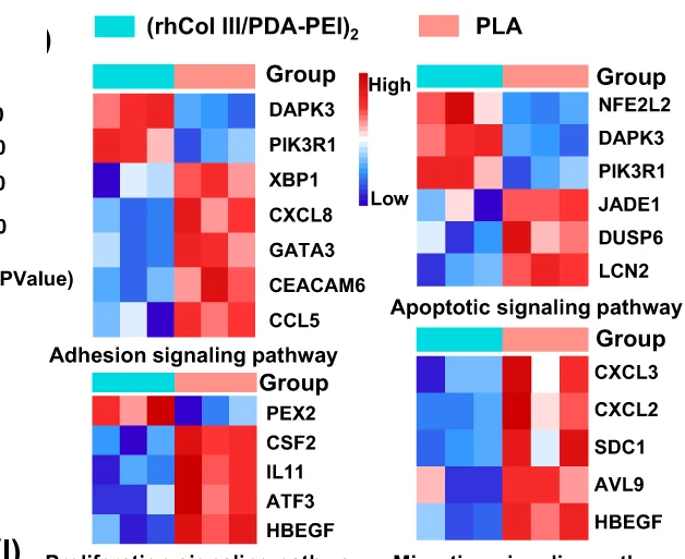 Open access visualization of Heatmap, Clustered, Differentially Expressed Genes, PLA Group, rhCol III/PDA-PEI Group