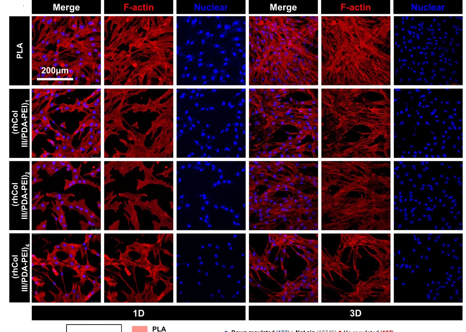 Open access visualization of Microscopy, Fluorescence Images, HUASMCs, Coatings, PLA