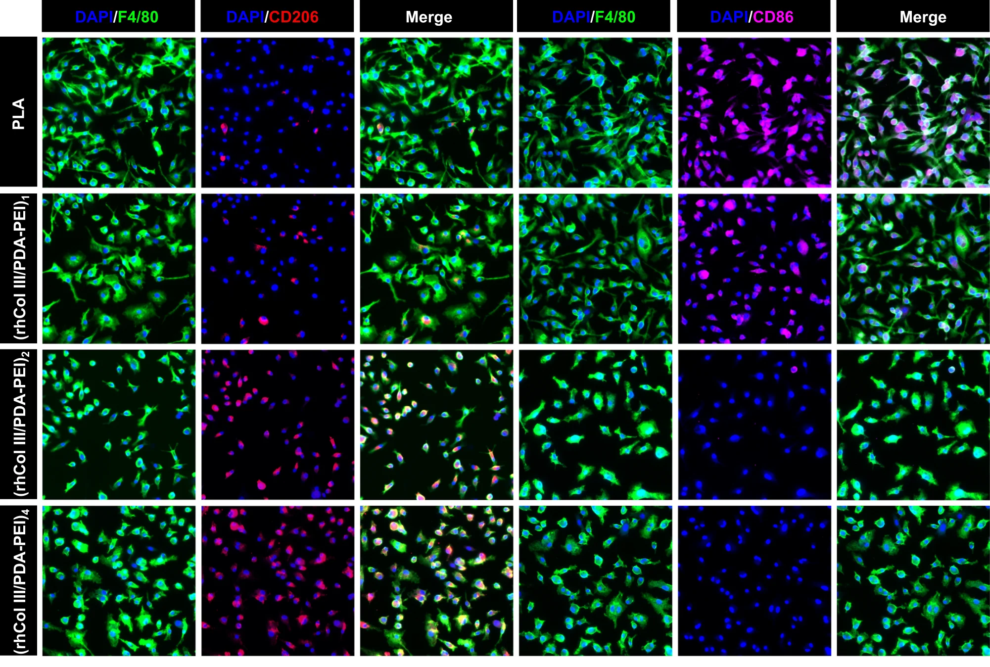Open access visualization of Microscopy, Immunofluorescence, MBMMCs, F4/80, CD206