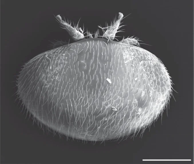 Open access visualization of Microscopy, Varroa Destructor, Dorsal View, Ectoparasites, Apis Mellifera