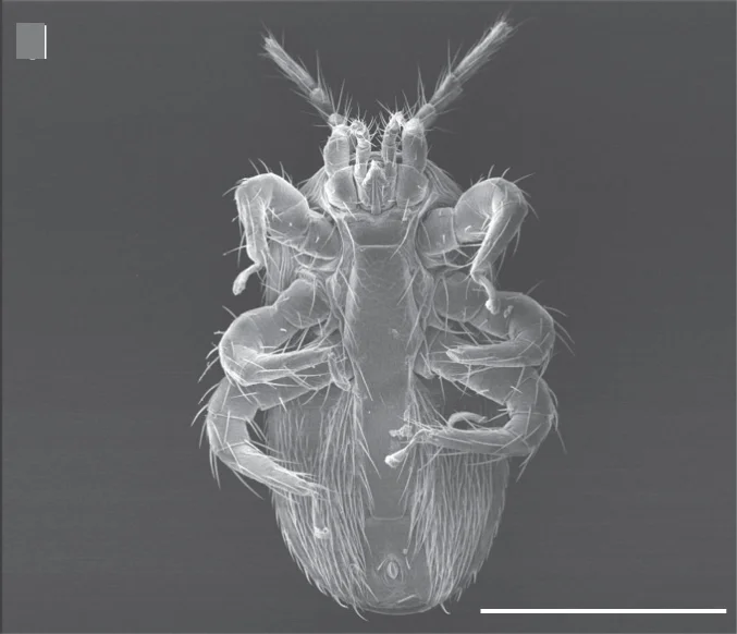 Open access visualization of Microscopy, Tropilaelaps Mercedesae, Ventral View, Ectoparasites, Apis Mellifera