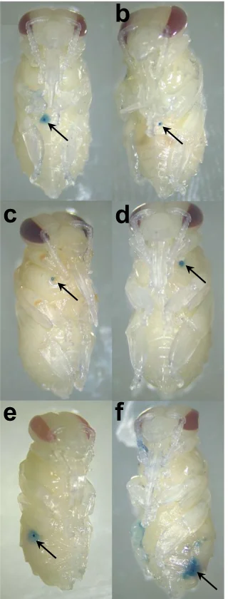 Open access visualization of Photo, V. destructor, Feeding Sites, Vital Staining, Integumental Wounds