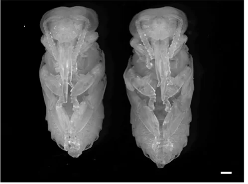 Open access visualization of Microscopy, Photo, Honey Bee Pupae, Brightfield, Control