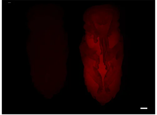 Open access visualization of Microscopy, Honey Bee Pupae, Lipophilic Nile Red, Fluorescence, Fat Body