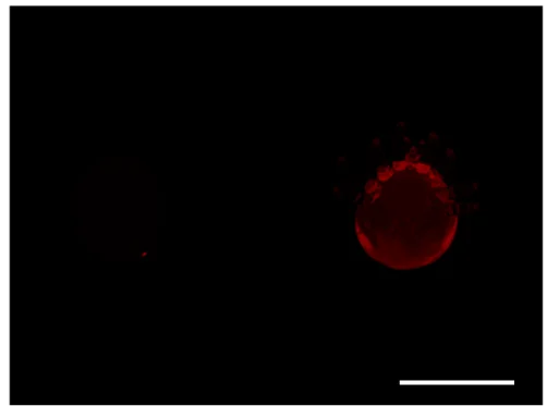 Open access visualization of Microscopy, V. destructor protonymphs, Lipophilic Nile Red, Fluorescence, Fat Body