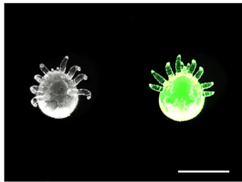 Open access visualization of Microscopy, V. destructor protonymphs, Brightfield, Lipophilic Nile Red, Hydrophilic Uranine