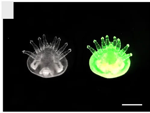 Open access visualization of Microscopy, Photo, V. destructor deutonymphs, Brightfield, Control
